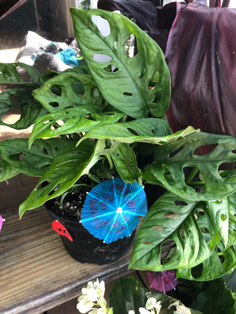 Swiss Cheese Plant, Monstera, split-leaf philodendron