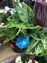 Swiss Cheese Plant, Monstera, split-leaf philodendron