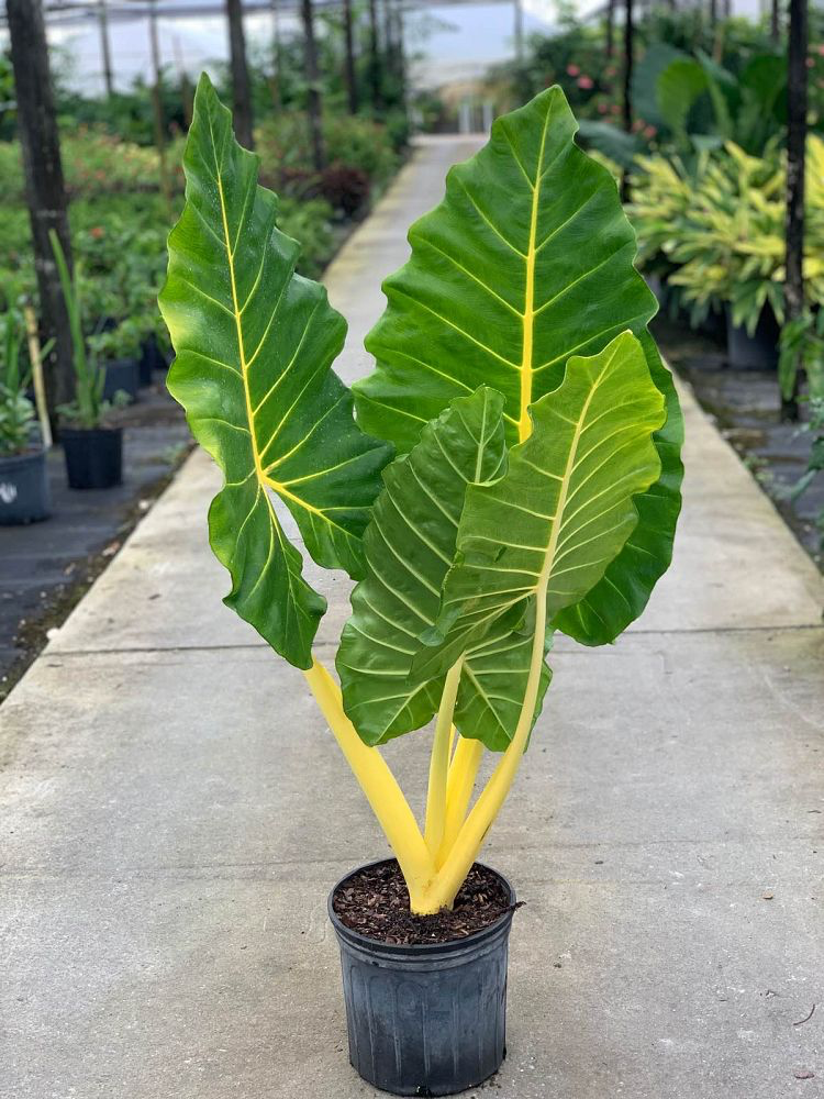 Elephant Ear,  Alocasia spp. (Yellow)