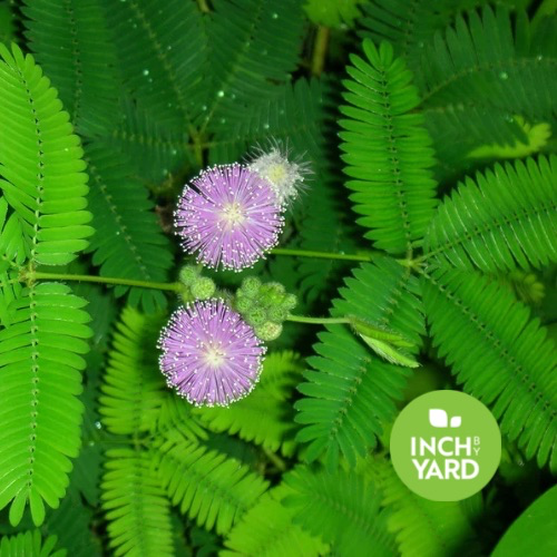 Mimosa Sunshine (Mimosa strigillosa)