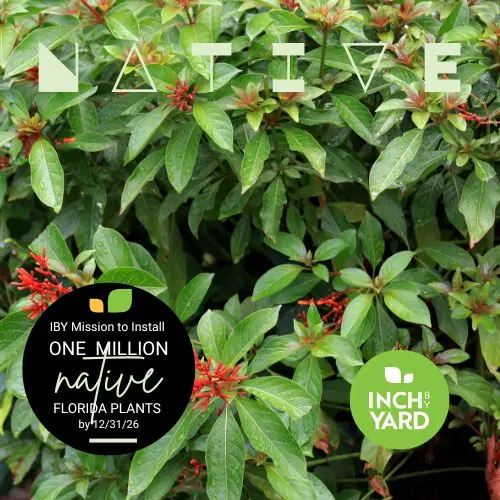 Firebush (Hamelia patens) (3 Gallon, Bush)