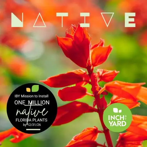 Salvia (native)
