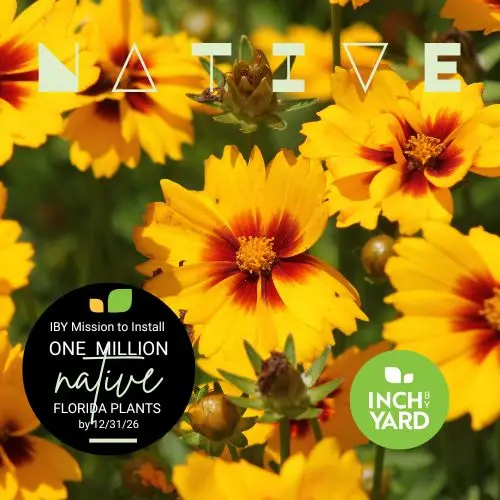 Coreopsis 'Uptick' (Tickseed)