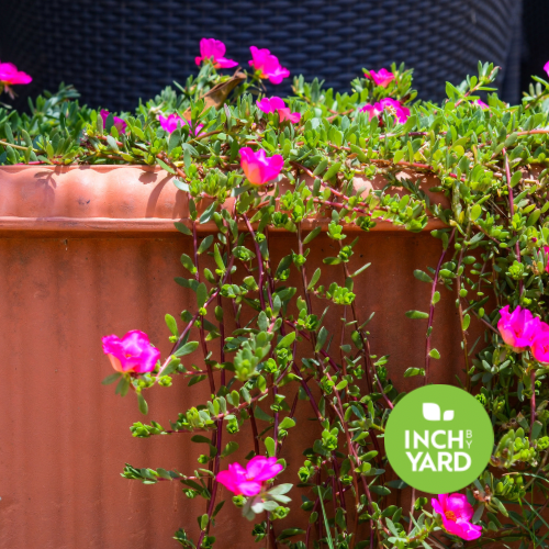 Kiss Me Quick (Portulaca)
