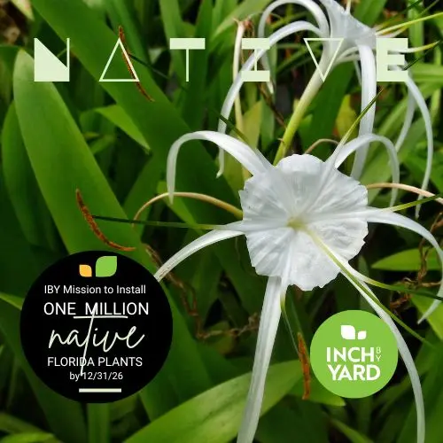 Hymenocallis (Spider Lily)