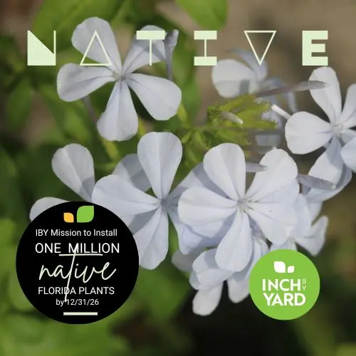 White Plumbago (Plumbago scandens)