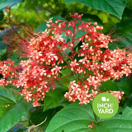 Pagoda plant (Clerodendrum paniculatum)
