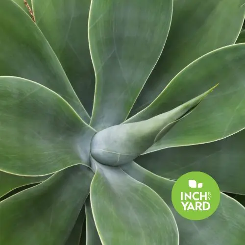 Agave (Century plant)