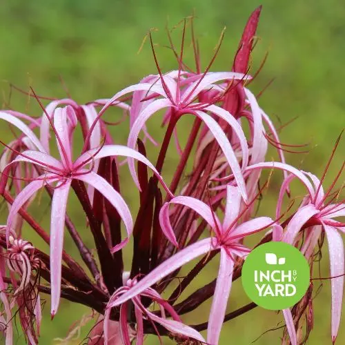Queen Emma Supreme (Crinum augustum)