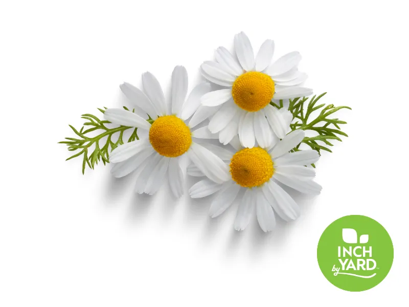 Chamomile
