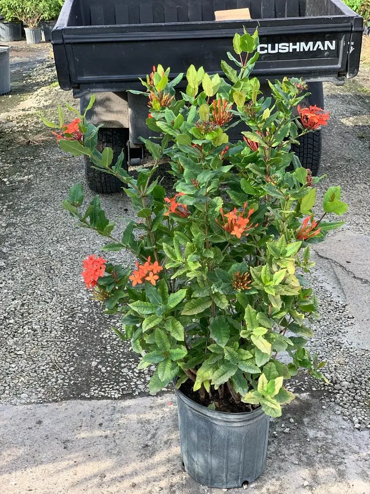 Ixora (3 Gallon, Dwarf)