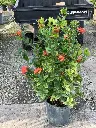 Ixora
