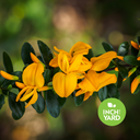 Jamaican Rain Tree (Brya ebenus)
