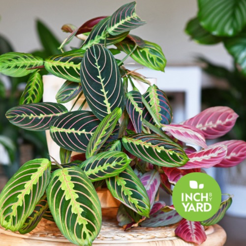 Prayer Plant (Red Maranta)