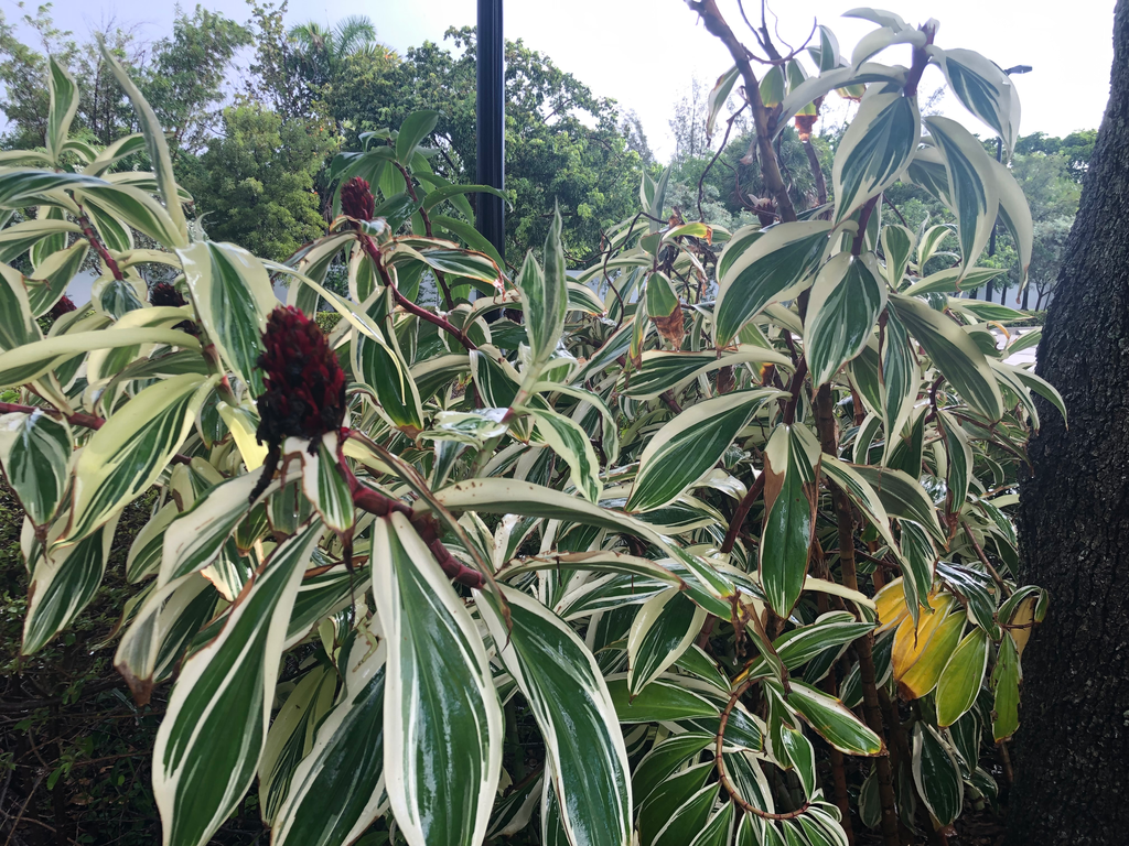 Variegated Spiral Ginger (Costus arabicus)