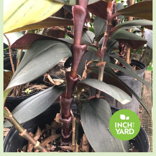 Red Wine Costus (Costus vinosus)