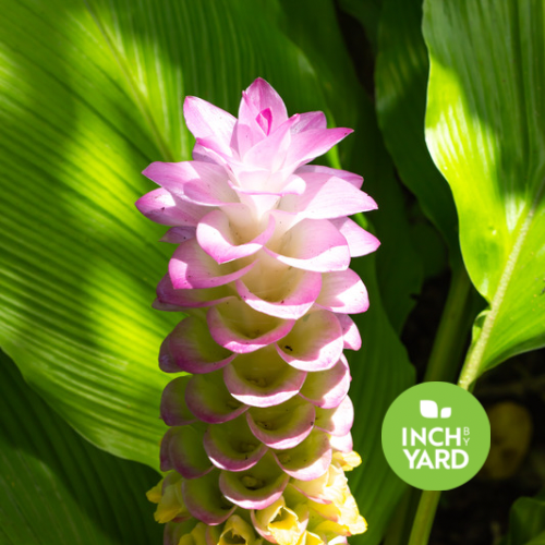 Curcuma petiolata