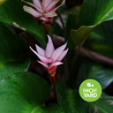 Brazilian Star Calathea (Goeppertia loeseneri) 