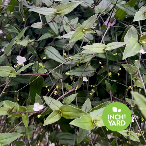 Tahitian Bridal Veil Tradescantia