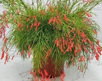 Firecracker Bush (Red)
