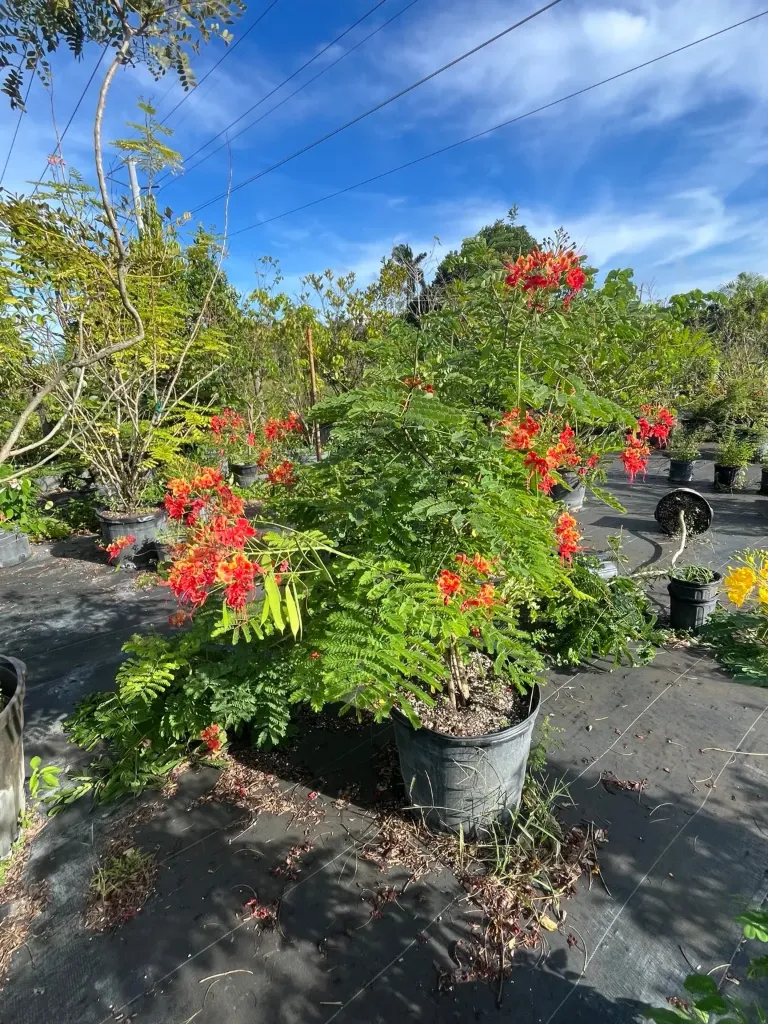 Dwarf Poinciana (Caesalpinia pulcherrima) — 25 Gallon