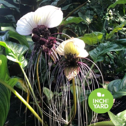 Bat Plant (Tacca integrifolia) (White)