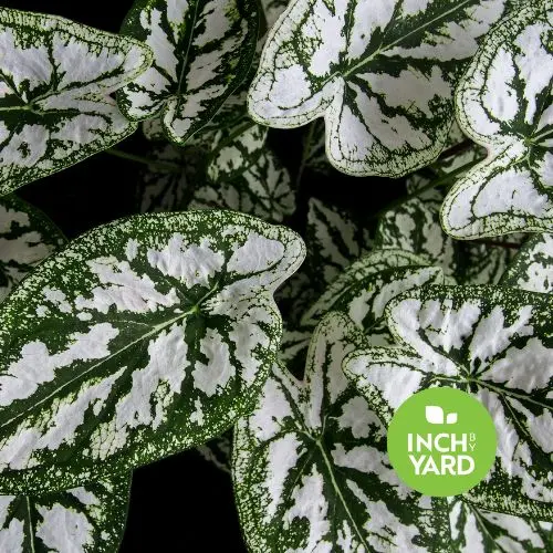 Caladium (Humboldtii)