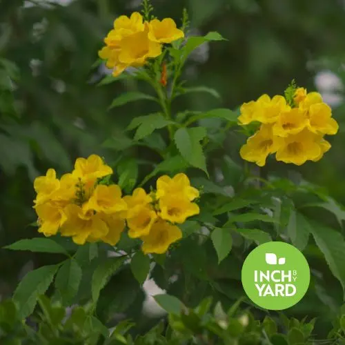 Tecoma Bush, Yellow Elder / Yellow Bells (Tecoma stans)