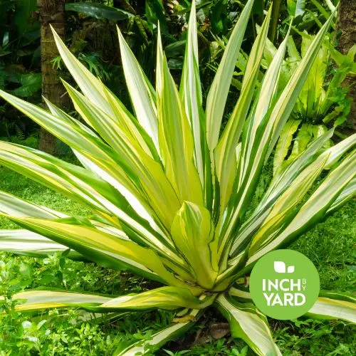 False Agave (Furcraea)