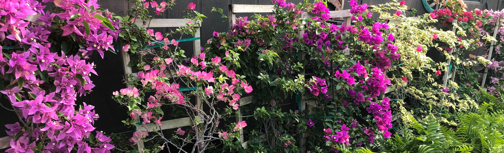 Bougainvillea - All Varieties (Assorted Colors, Hanging Basket, Bush)