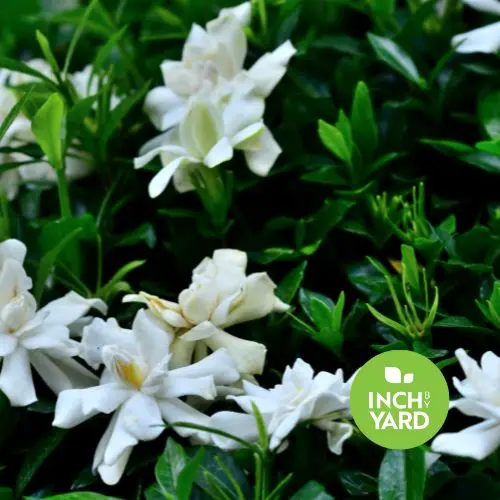 Tahitian Gardenia (Double flower) (Gardenia taitensis)
