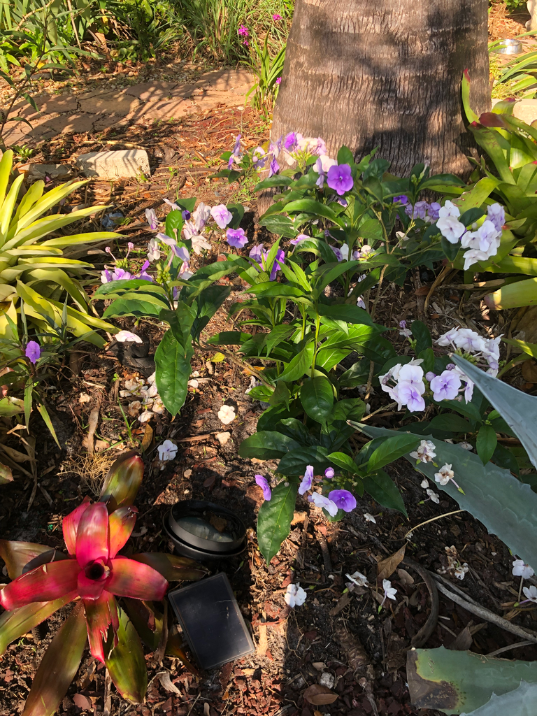 Yesterday Today & Tomorrow (Brunfelsia pauciflora) (3 Gallon)