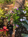 Yesterday Today & Tomorrow (Brunfelsia pauciflora)