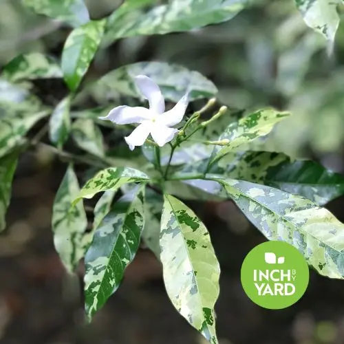 Pinwheel Jasmine (Tabernaemontana divaricata) (Variegated)