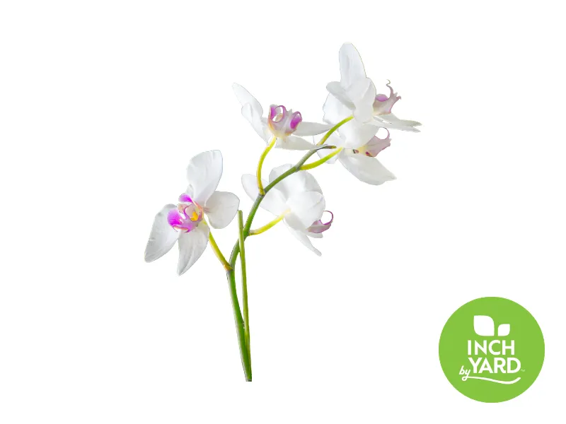 Moth Orchid (Phalaenopsis)