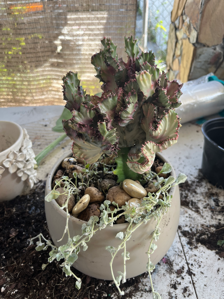 Euphorbia lactea