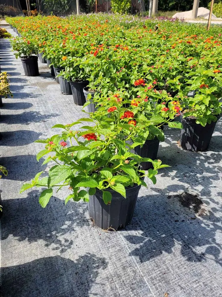 Lantana (Yellow)
