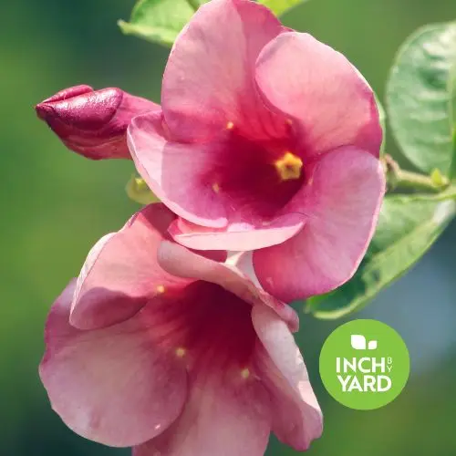 Allamanda Vine (Pentalinon luteum) (Yellow)