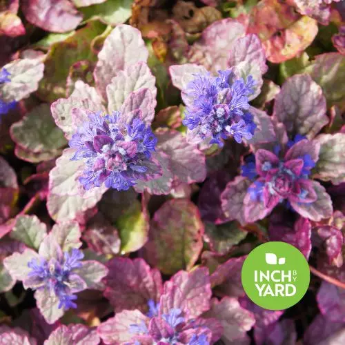 Ajuga 'Burgundy Glow'
