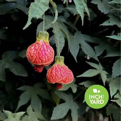 Abutilon Tiger Eye / Chinese Lantern (Abutilon striatum)