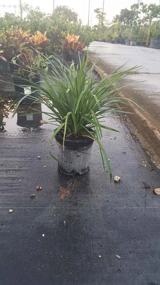 Lilyturf (Liriope muscari) (Variegated)
