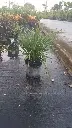 Lilyturf (Liriope muscari)