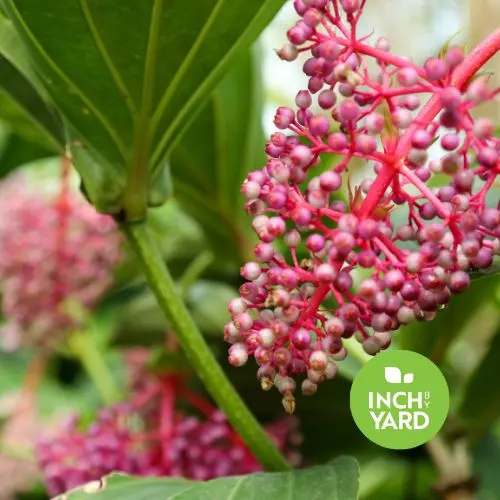 Medinilla (Medinilla fructosa)