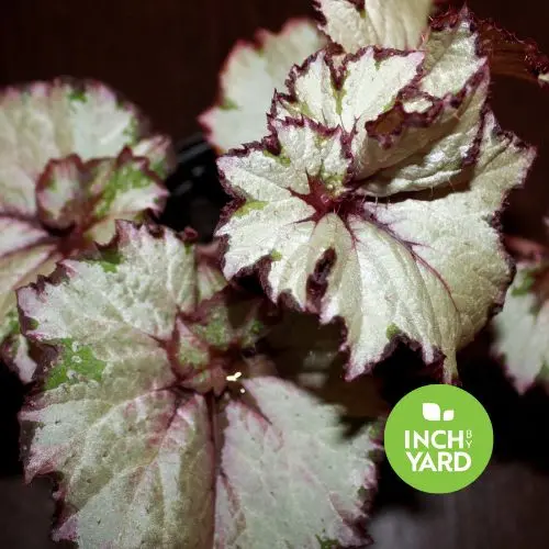 Rex Begonia