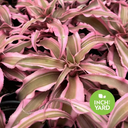  Cryptanthus spp.  (Frazzle Dazzle)