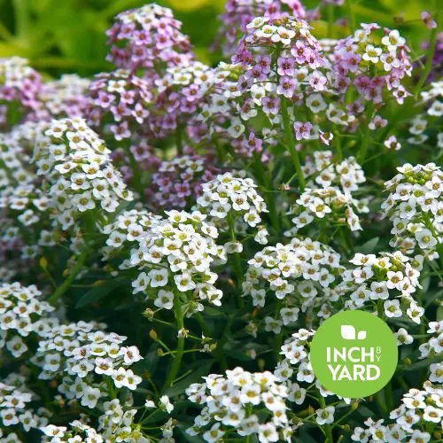 Sweet Alyssum (Lobularia maritima)