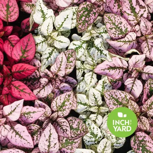 Polka Dot Plant (Hypoestes phyllostachya)