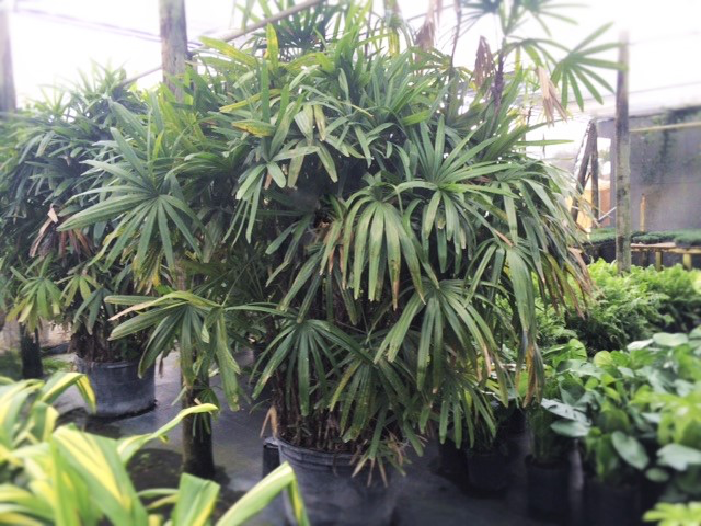 Lady Palm (Rhapis excelsa) (Variegated)