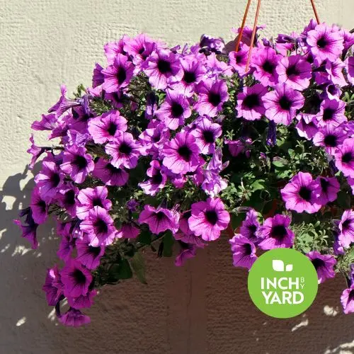 Supertunia Vista® Petunia (Petunia hybrid)  (Hanging Basket, White)