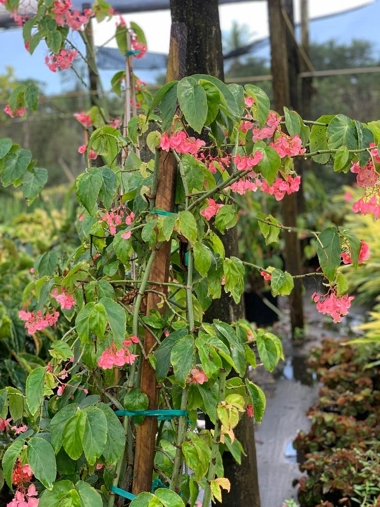 Begonia, Angel Wing  (6")